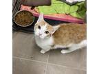 Adopt Triscuit a Domestic Short Hair