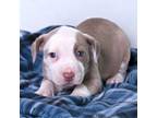 Adopt Pink Floyd a Pit Bull Terrier, Mixed Breed