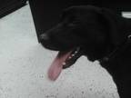 Adopt Lola a Labrador Retriever, Hound