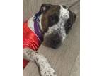 Adopt Kershaw a Hound, American Staffordshire Terrier