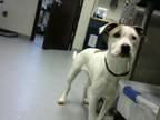 Adopt LAILA a Pit Bull Terrier