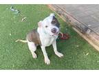 Adopt Stanley a Pit Bull Terrier