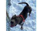 Adopt Zooey a Pit Bull Terrier, Mixed Breed