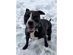 Adopt Gladis a Pit Bull Terrier, Mixed Breed