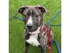 Adopt Dior 49404300 a Pit Bull Terrier