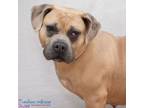 Adopt Cherry 40362378 a Pit Bull Terrier