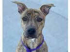 Adopt SPAVINAW a Pit Bull Terrier, Mixed Breed
