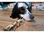 Adopt Available - Lulu a English Setter