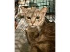Adopt Leo (22-030) a Tabby, Abyssinian