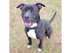 Adopt WILL a American Staffordshire Terrier