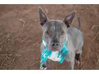 Adopt EGRET a American Staffordshire Terrier