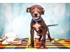 Adopt Davie a American Staffordshire Terrier, Retriever