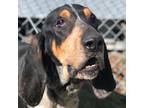 Adopt Gaidal a Bluetick Coonhound