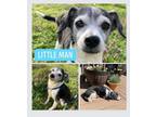Adopt Little Man DD a Rat Terrier
