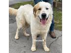Adopt Maxwell a Great Pyrenees
