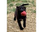 Adopt Rose Nylund a Shepherd, Black Labrador Retriever