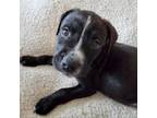 Adopt Gina pup 3_6 a Black Labrador Retriever, Terrier
