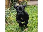 Adopt Gina pup 2 a Black Labrador Retriever, Terrier