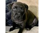 Adopt Gina pup 3_4 a Black Labrador Retriever, Terrier