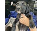 Adopt Gina pup 3_3 a Black Labrador Retriever, Terrier