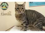 Adopt COOKIE a Tabby