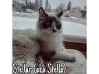 Adopt Stellar (aka Stella) a S