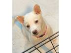 Adopt Snow a Terrier, Cattle Dog