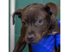 Adopt Shane a Pit Bull Terrier, Labrador Retriever