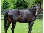 Adopt Dickens a Thoroughbred