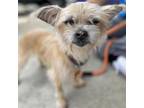 Adopt Betty - Costa Mesa Location a Yorkshire Terrier, Terrier