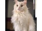 Adopt Lucky - *By Appointment Only* - Costa Mesa Location a Turkish Angora