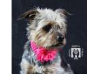 Adopt Sourire a Yorkshire Terrier, Boxer