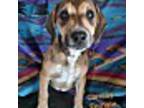 Adopt Chrissy in CT a Labrador Retriever, Cattle Dog