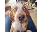 Adopt Sky a Beagle