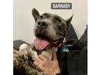 Adopt Barnaby a Staffordshire Bull Terrier, Terrier