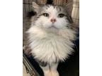 Adopt Sir Charles a Domestic Long Hair, Norwegian Forest Cat