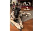 Adopt Zya a German Shepherd Dog