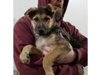 Adopt Suzie a German Shepherd Dog