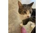 Adopt Bowie (bonded with Ranger) a Tabby