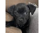 Adopt Mercy a Labrador Retriever, Pit Bull Terrier
