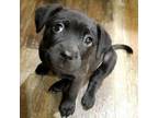 Adopt Eve a Labrador Retriever, Pit Bull Terrier