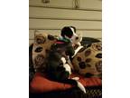 Adopt Kelsey a Border Collie, Hound