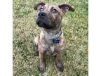 Adopt Puppy Sable a Mastiff, Pit Bull Terrier