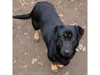 Adopt Freida a German Shepherd Dog, Corgi