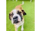Adopt Scout a Boxer
