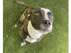 Adopt TAPAS a American Staffordshire Terrier