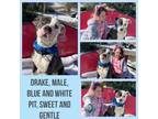 Adopt Drake a Pit Bull Terrier