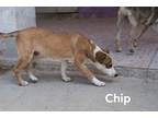 Adopt Chip a German Shepherd Dog