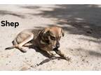 Adopt Shep a German Shepherd Dog