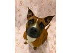 Adopt ROXIE a American Staffordshire Terrier